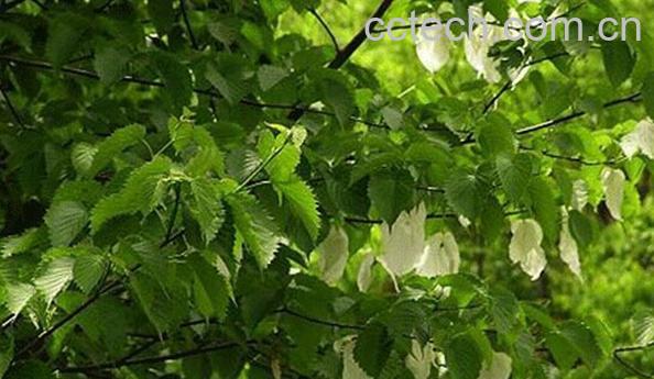 果蔬百科珙桐-0