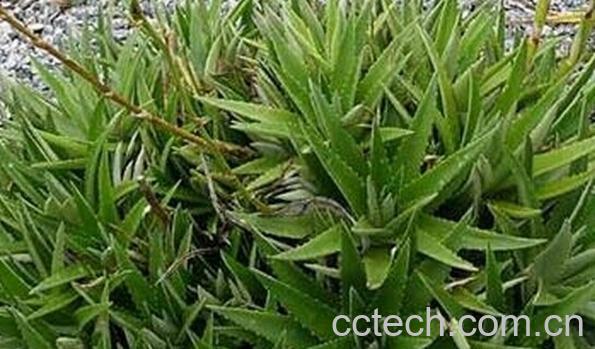 果蔬百科厚叶雀舌兰-0