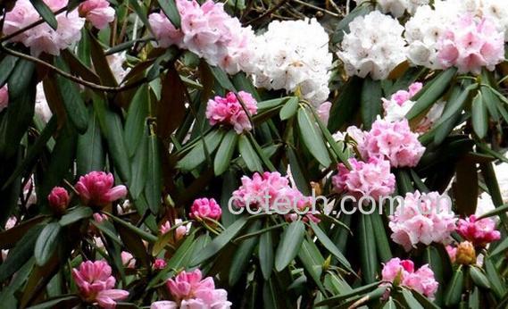 果蔬百科喉斑杜鹃-0