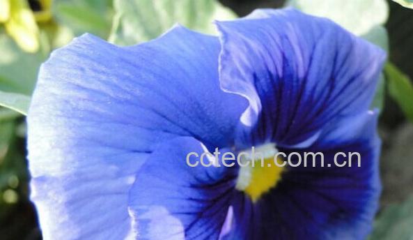 果蔬百科蝴蝶花-0