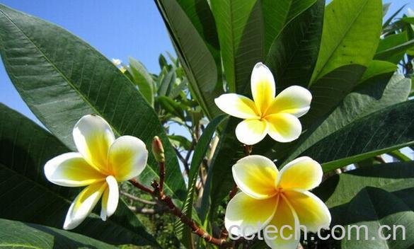 果蔬百科鸡蛋花-0