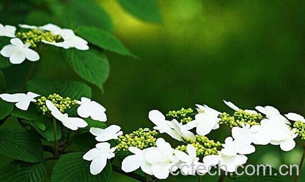 果蔬百科蝴蝶戏珠花-0