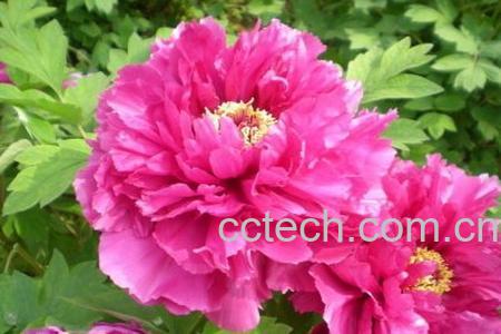 果蔬百科牡丹皮-0