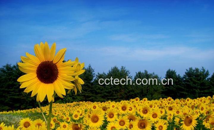 果蔬百科向日葵的功效与作用-0