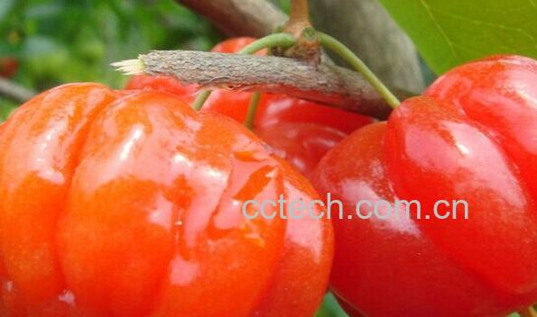 果蔬百科红果仔-0