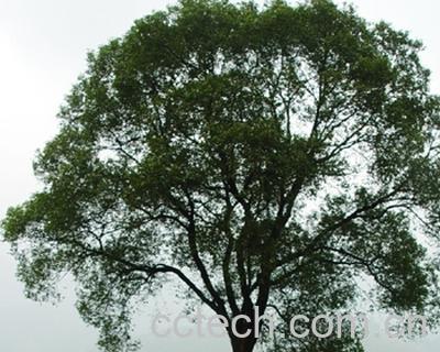 果蔬百科相思树的功效与作用-0