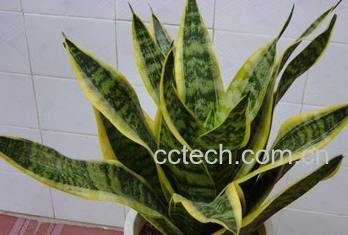 果蔬百科 虎皮兰怎么养 虎皮兰怎么浇水-0