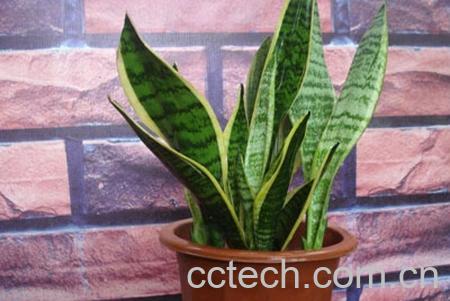 果蔬百科 虎皮兰的养殖方法和作用-0
