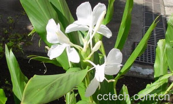 果蔬百科红丝姜花-0