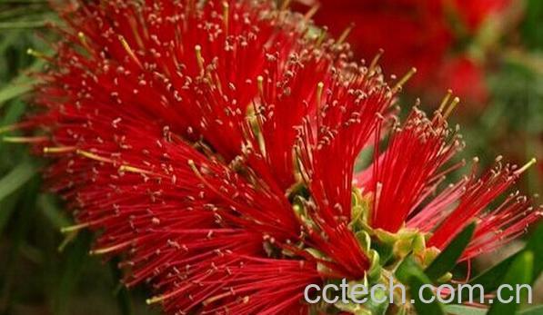 果蔬百科红千层-0