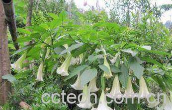 果蔬百科洋金花-0