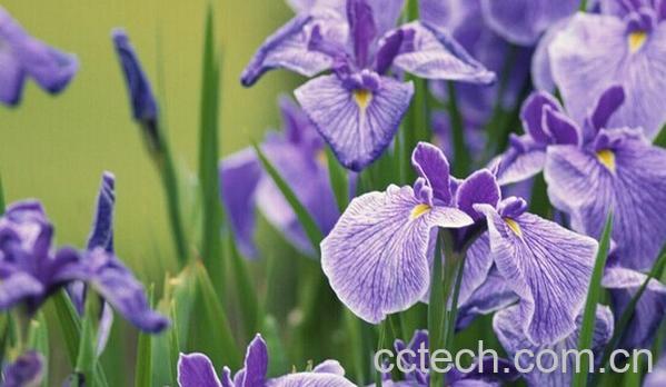 果蔬百科蝴蝶兰-0