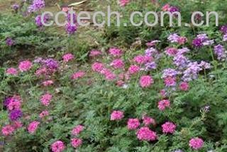 果蔬百科美女樱-0