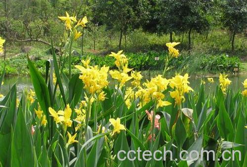 果蔬百科美人蕉-0