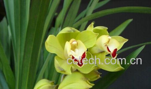 果蔬百科 兰花-0