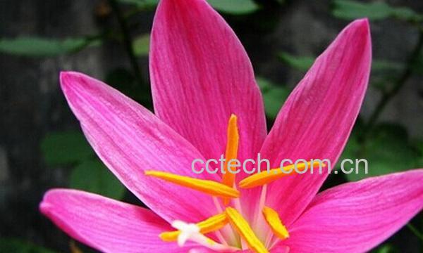 果蔬百科红花葱兰-0