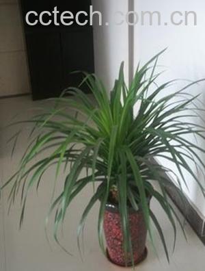 果蔬百科三色龙血树-0