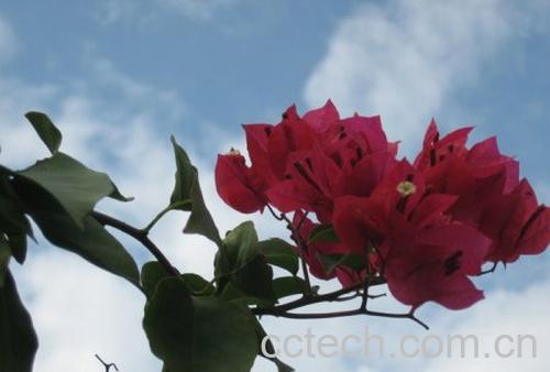 果蔬百科三角花-0