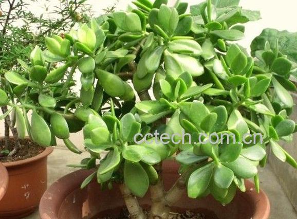 果蔬百科燕子掌-0