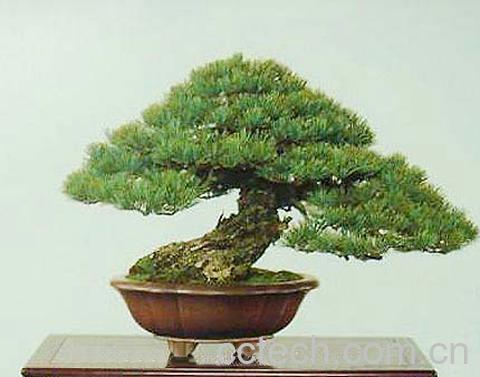 果蔬百科五针松-0