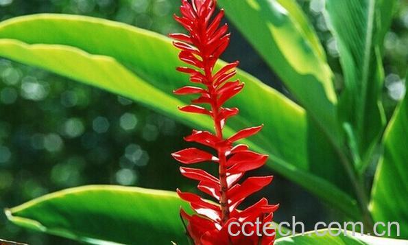 果蔬百科红姜花-0