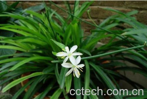 果蔬百科西南吊兰-0