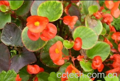 果蔬百科西府海棠-0