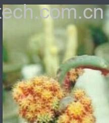 果蔬百科 龙凤牡丹-0