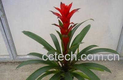 果蔬百科五彩红星-0