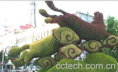 果蔬百科五色苋-0