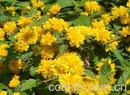 果蔬百科棣棠花-0