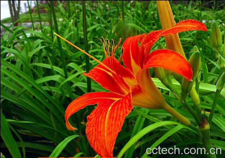 果蔬百科萱草的功效与作用-0