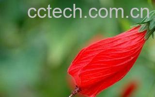 果蔬百科悬铃花的功效与作用-0