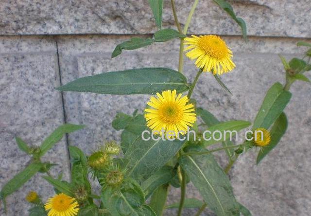 果蔬百科旋覆花的功效与作用-0