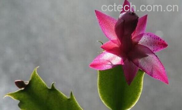 果蔬百科假昙花-0