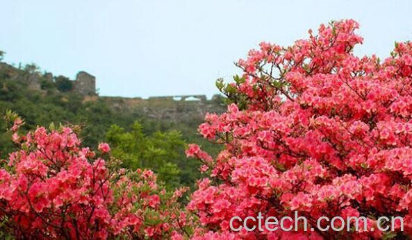 果蔬百科火红杜鹃-0