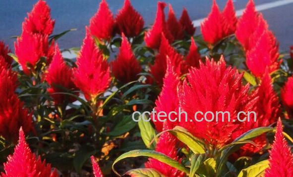 果蔬百科火炬花-0