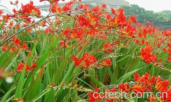 果蔬百科火星花-0