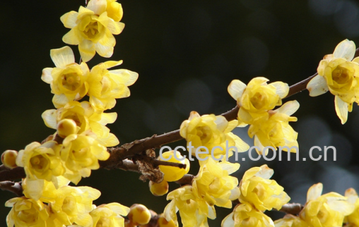 果蔬百科梅花-0