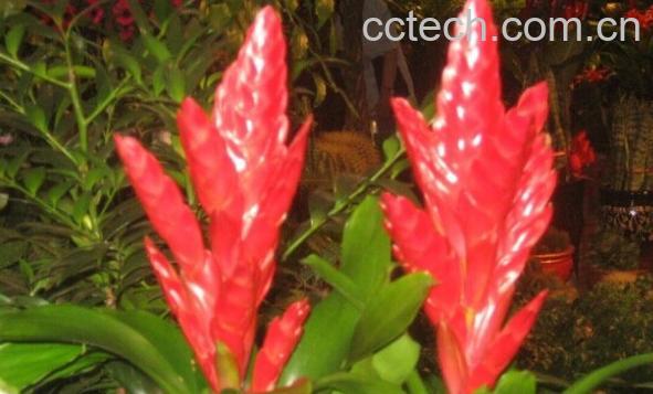 果蔬百科火剑凤梨-0