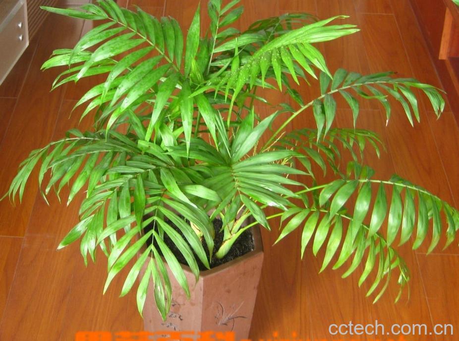 果蔬百科袖珍椰子的功效与作用-0