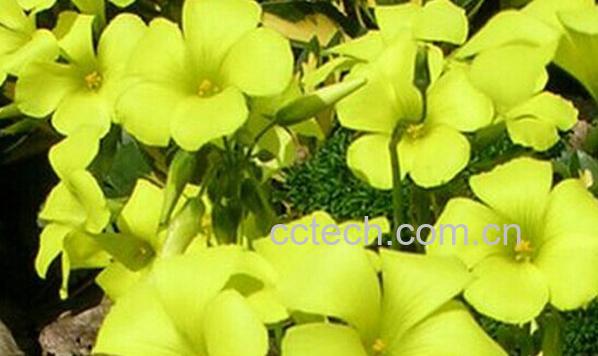 果蔬百科黄花酢酱草-0