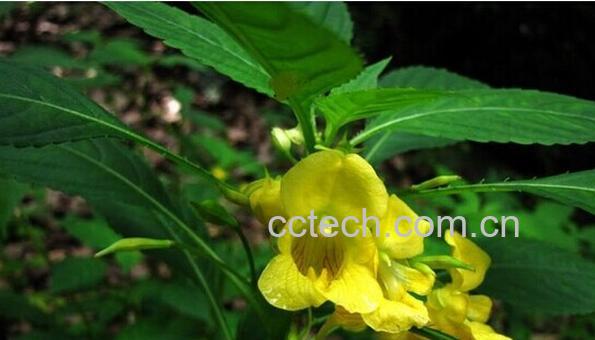 果蔬百科黄花凤仙花-0