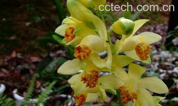 果蔬百科黄花鹤顶兰-0