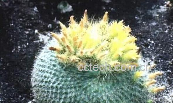 果蔬百科黄雪光-0