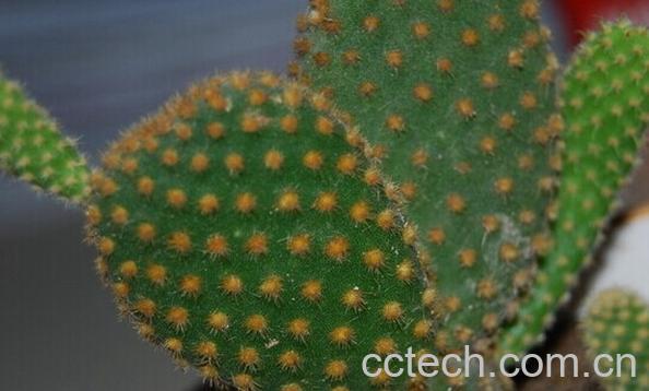 果蔬百科黄毛掌-0