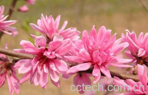 果蔬百科菊花桃-0