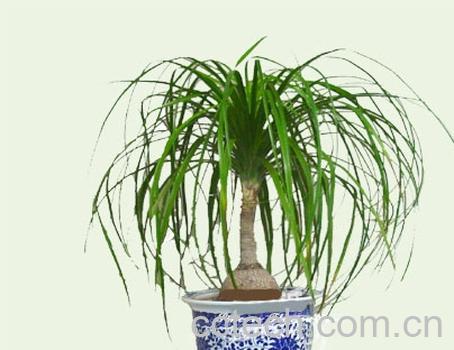 果蔬百科酒瓶兰-0