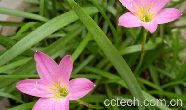 果蔬百科黄韭兰-0