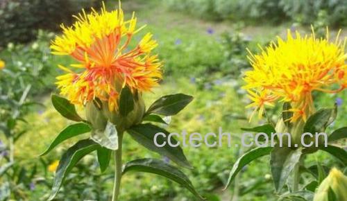 果蔬百科金红花-0